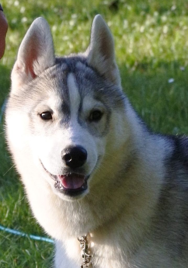 Living My Wildest Dreams - Chiot disponible  - Siberian Husky