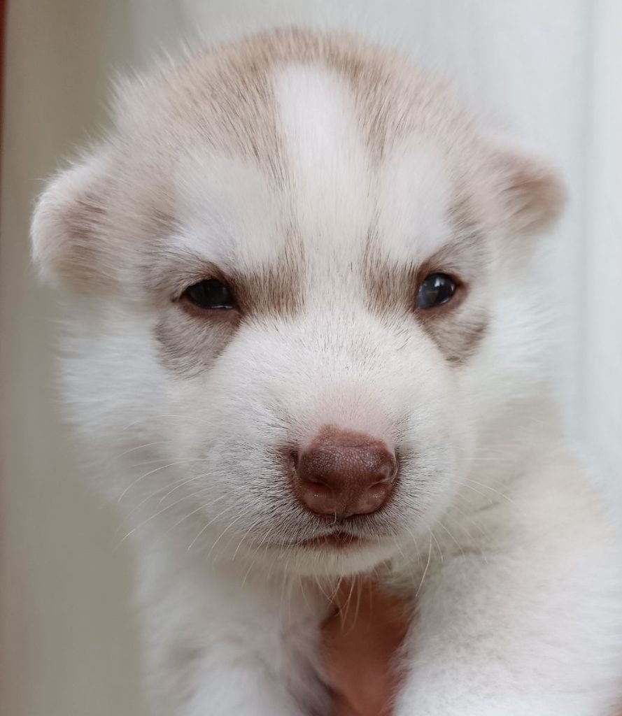 Living My Wildest Dreams - Chiot disponible  - Siberian Husky