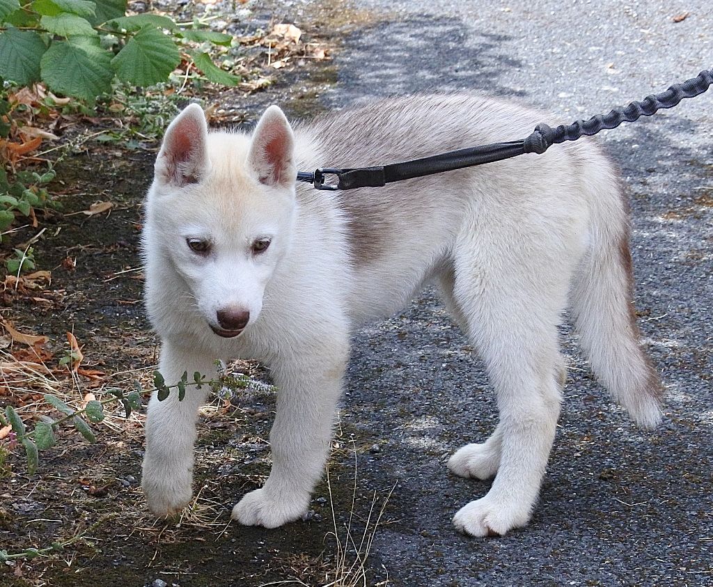 Plus qu'un chiot disponible: une petite femelle