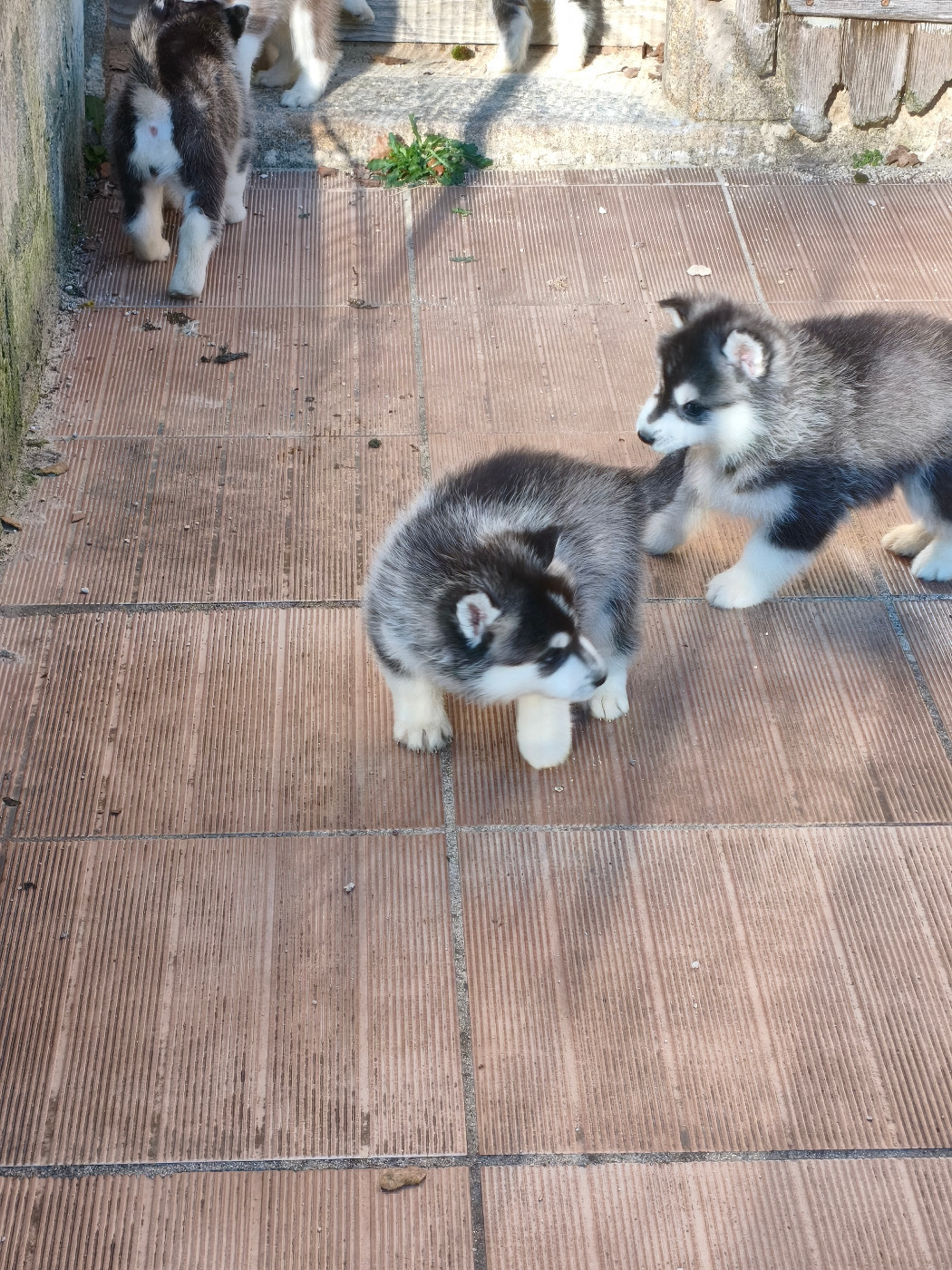 Plus que deux chiots disponibles