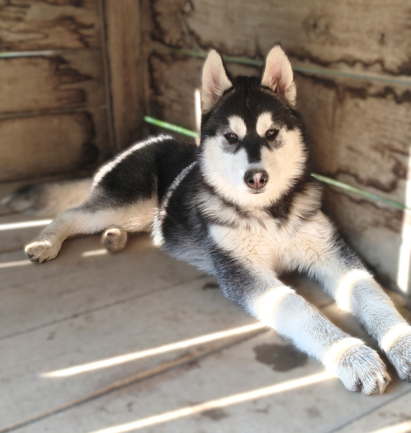 Living My Wildest Dreams - Envie de vivre une vie joyeuse avec une Husky de Sibérie pleine d'énergie? / You want a joyful life with an energetic Siberian Husky?