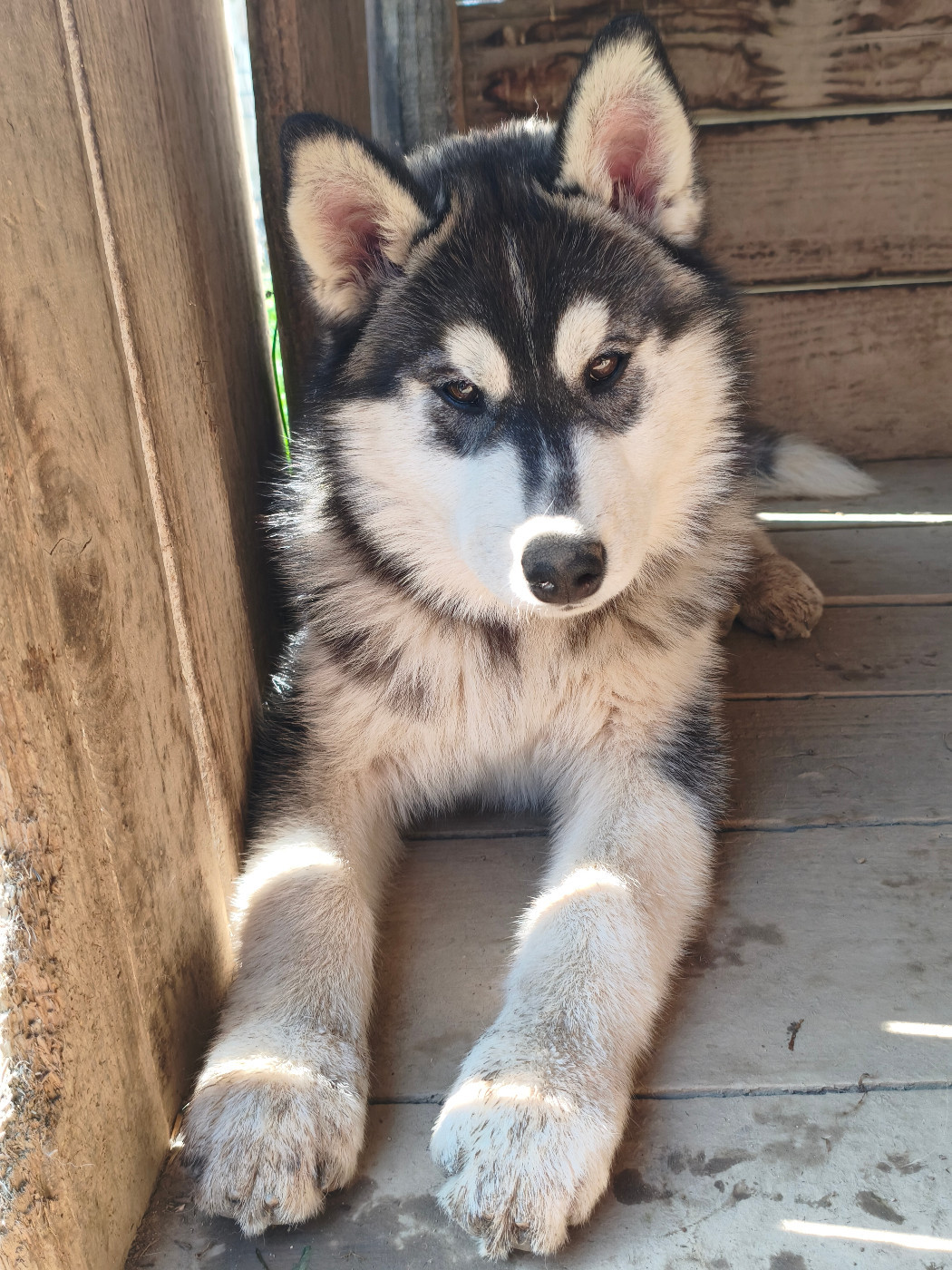 Living My Wildest Dreams - Envie de vivre une vie joyeuse avec un Husky de Sibérie cool? / You want a joyful life with a cool Siberian Husky?