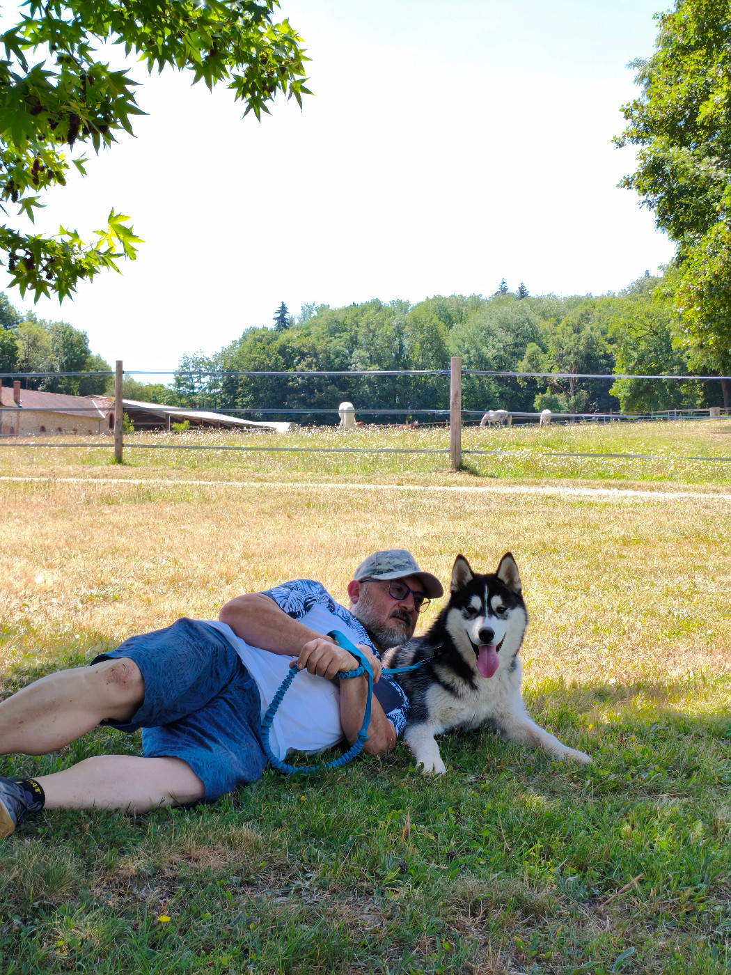Envie de vivre une vie joyeuse avec un Husky de Sibérie cool? / You want a joyful life with a cool Siberian Husky?