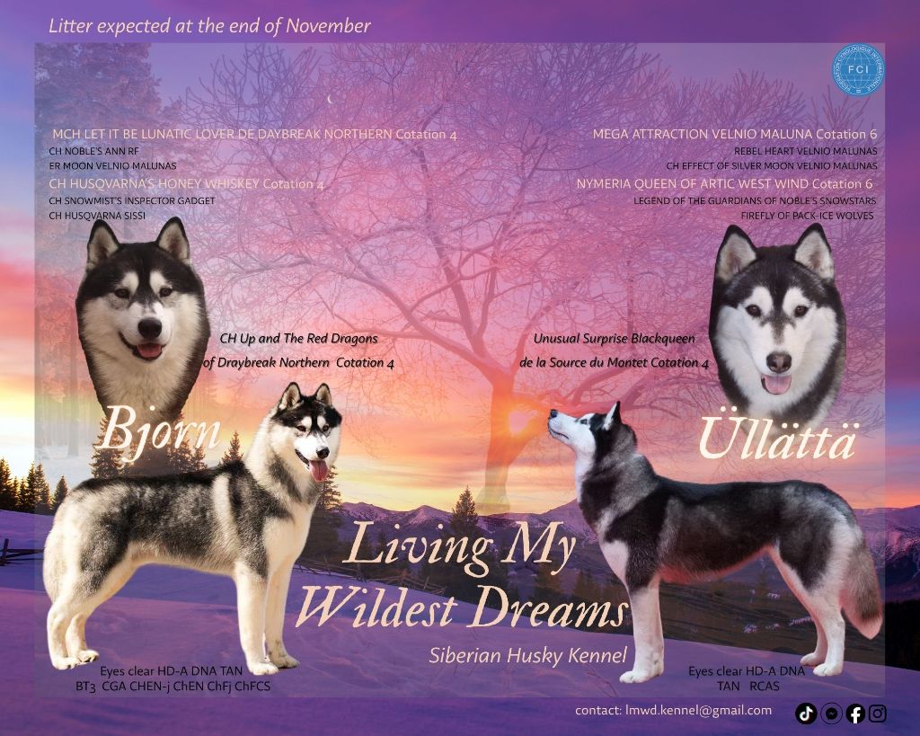 Bientôt les chiots de Üllättä!