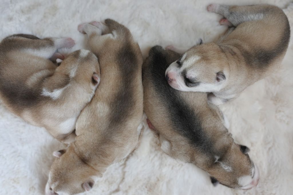 4 chiots sont nés le 11 mai!