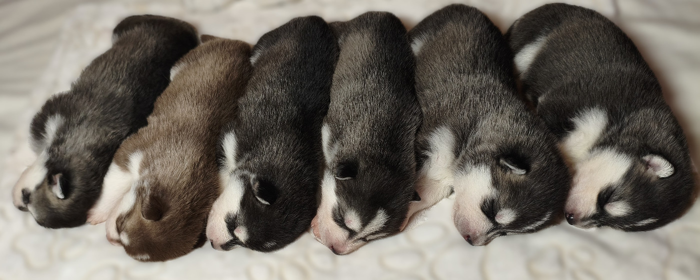 Portée Üllättä Novembre 2025