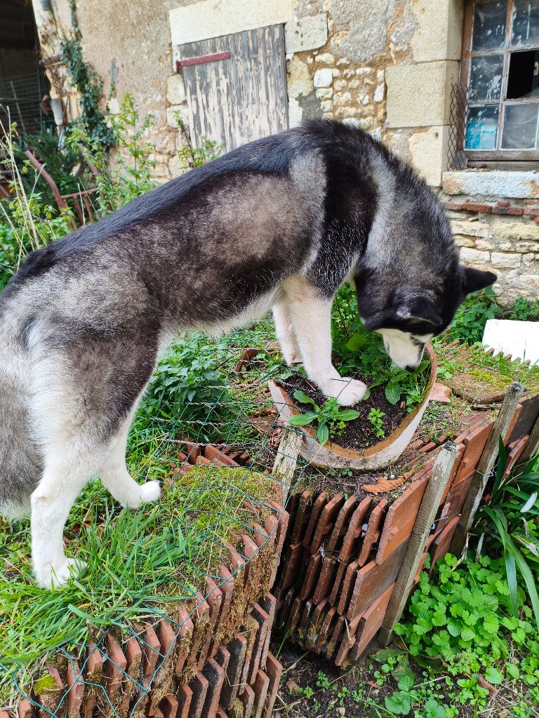 Üllättä, fin de gestation (Portée1 avec Bjorn 2025)