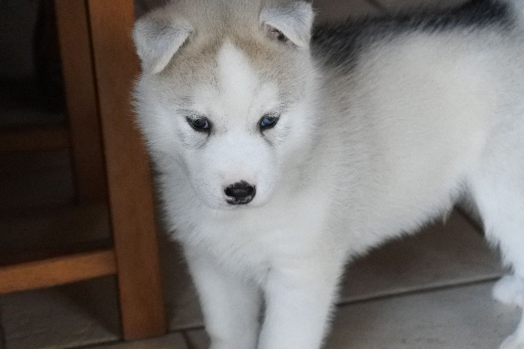 Living My Wildest Dreams - Chiots disponibles - Siberian Husky
