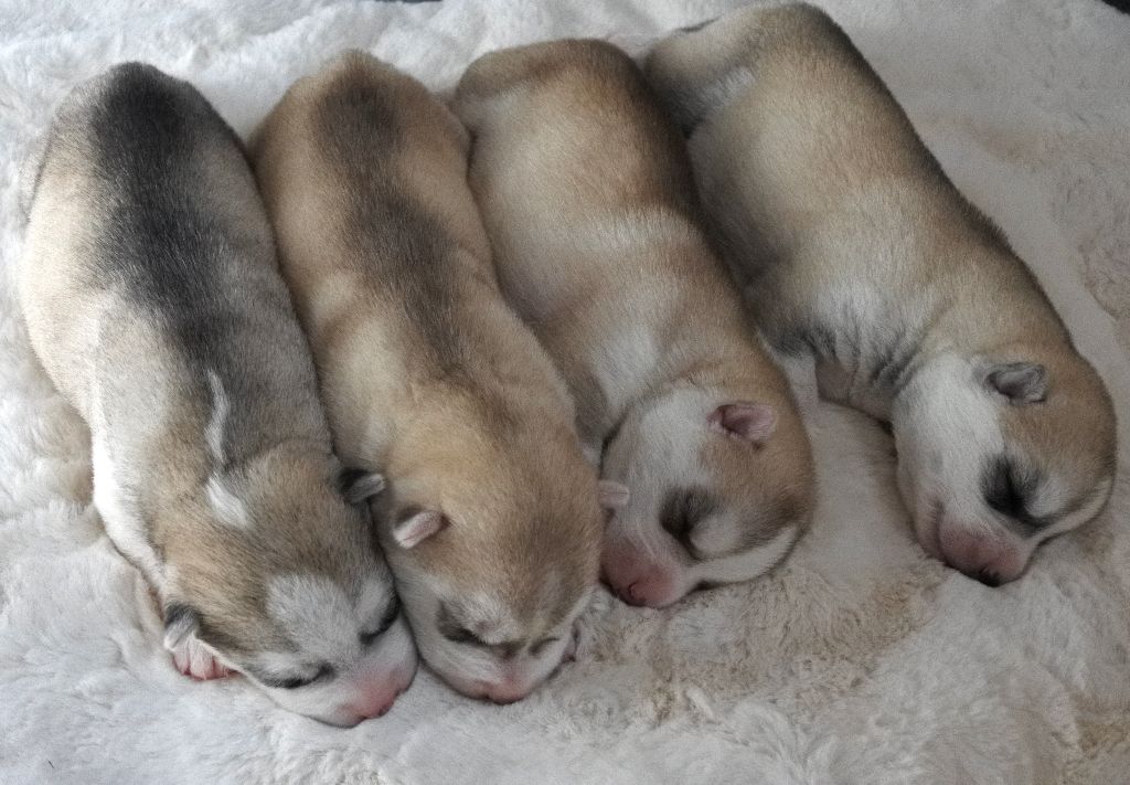 Chiot Siberian Husky Living My Wildest Dreams
