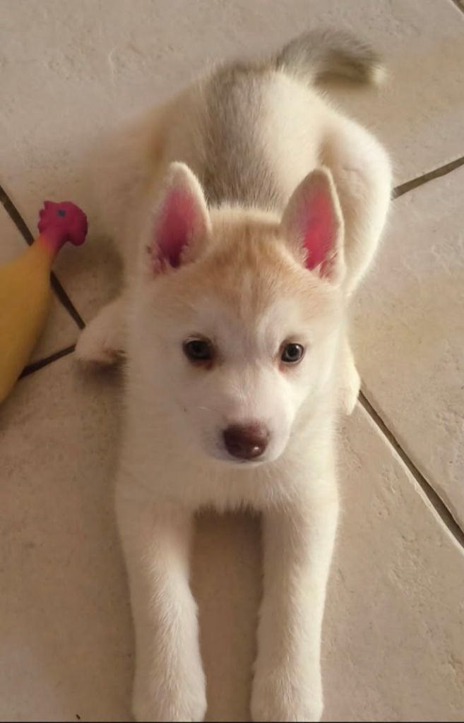 Living My Wildest Dreams - Chiots disponibles - Siberian Husky