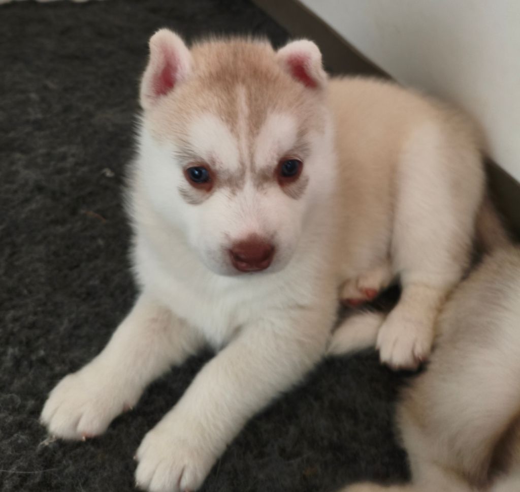 Living My Wildest Dreams - Chiots disponibles - Siberian Husky