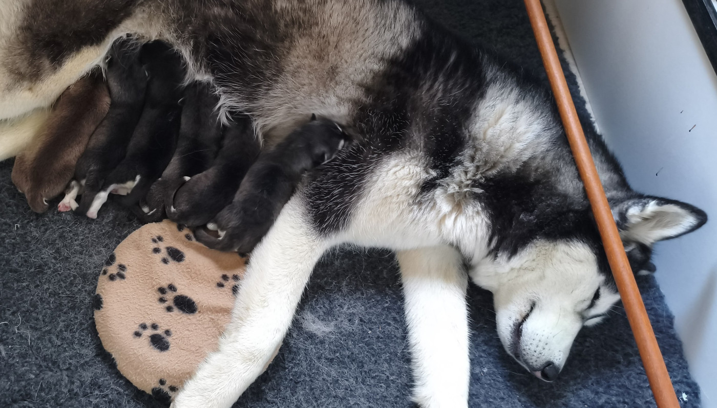 Living My Wildest Dreams - Siberian Husky - Portée née le 22/11/2025