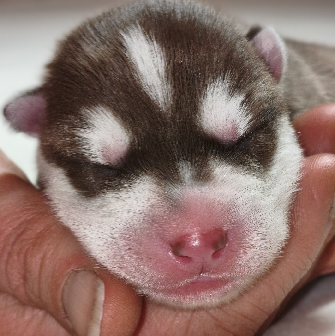 Living My Wildest Dreams - Chiots disponibles - Siberian Husky