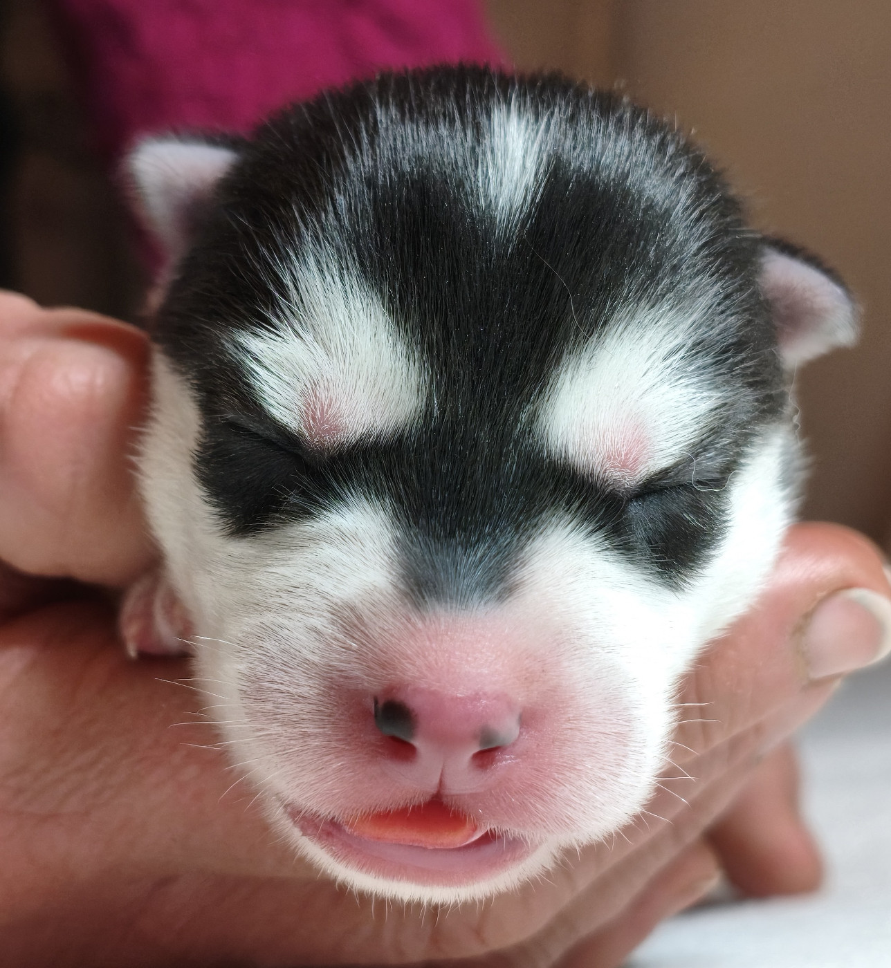 Living My Wildest Dreams - Chiots disponibles - Siberian Husky