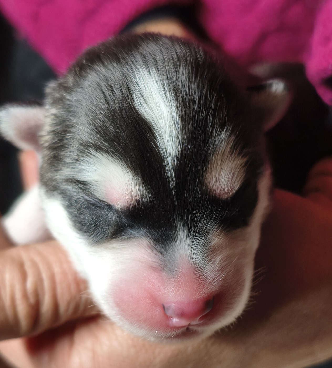 Living My Wildest Dreams - Chiots disponibles - Siberian Husky