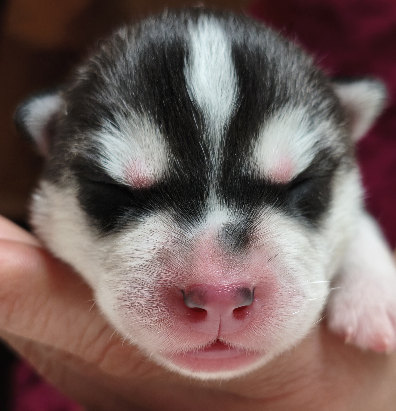 Living My Wildest Dreams - Chiots disponibles - Siberian Husky