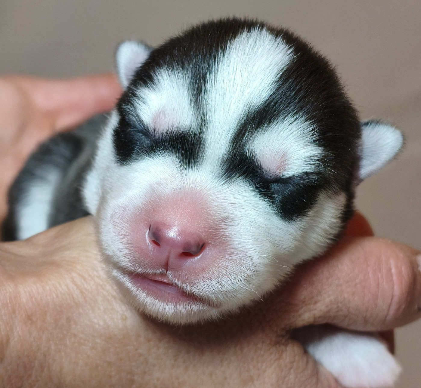 Living My Wildest Dreams - Chiots disponibles - Siberian Husky