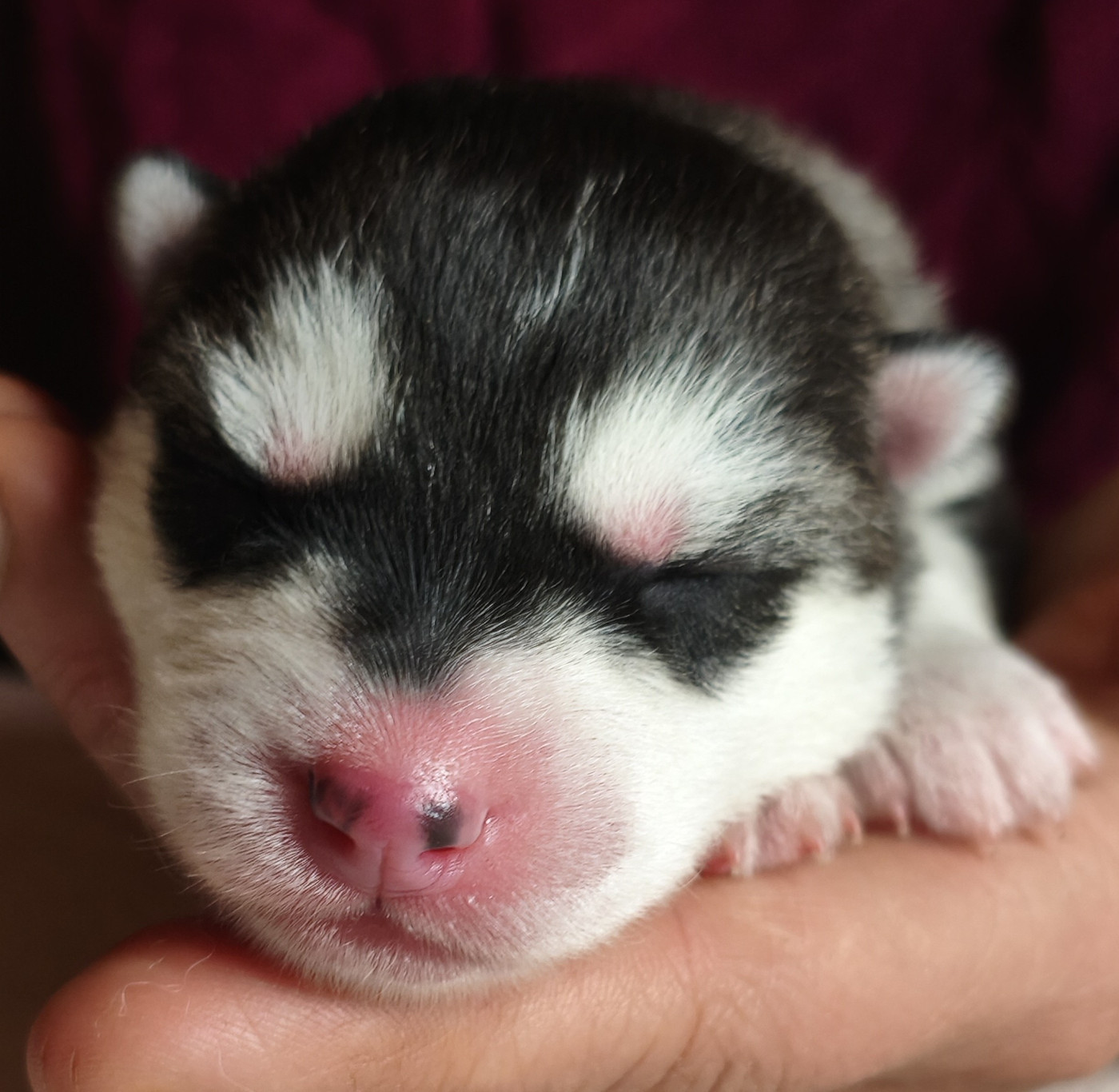 Living My Wildest Dreams - Chiots disponibles - Siberian Husky