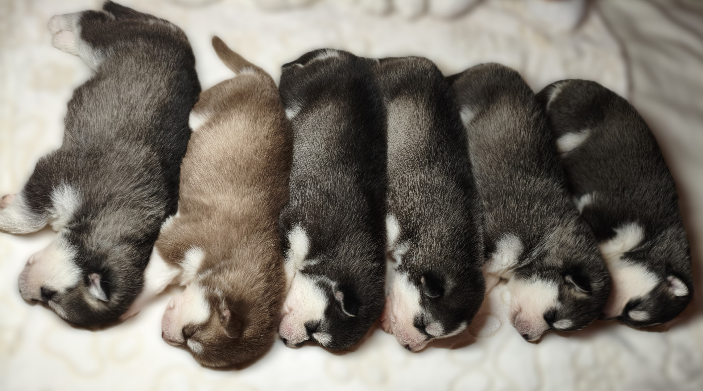 Chiot Siberian Husky Living My Wildest Dreams