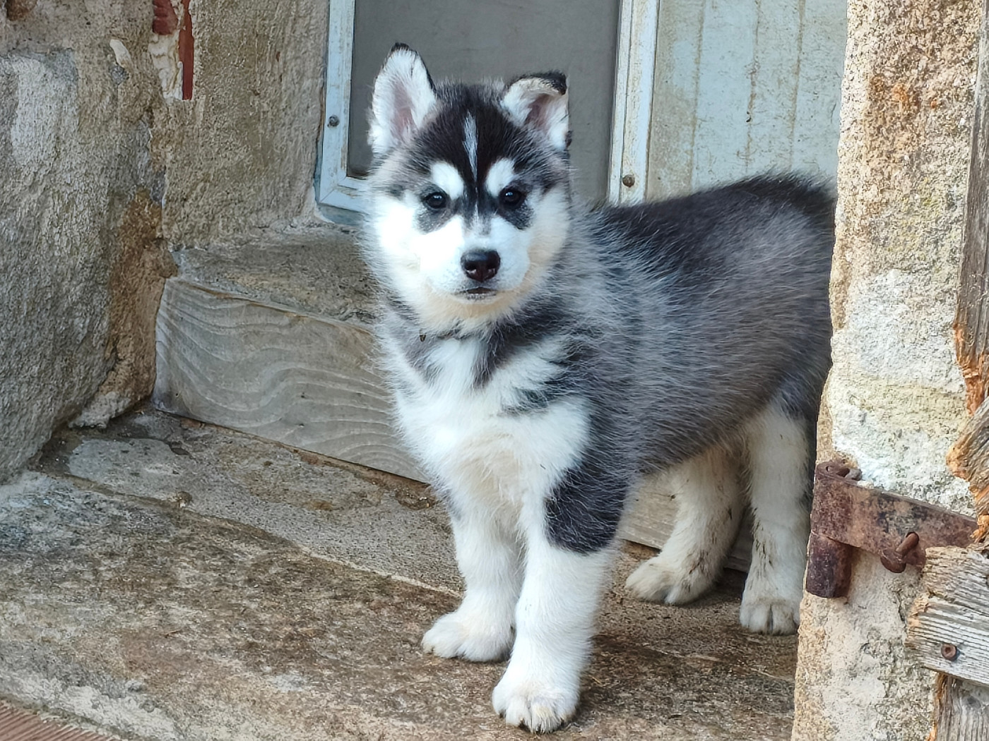 Living My Wildest Dreams - Chiots disponibles - Siberian Husky