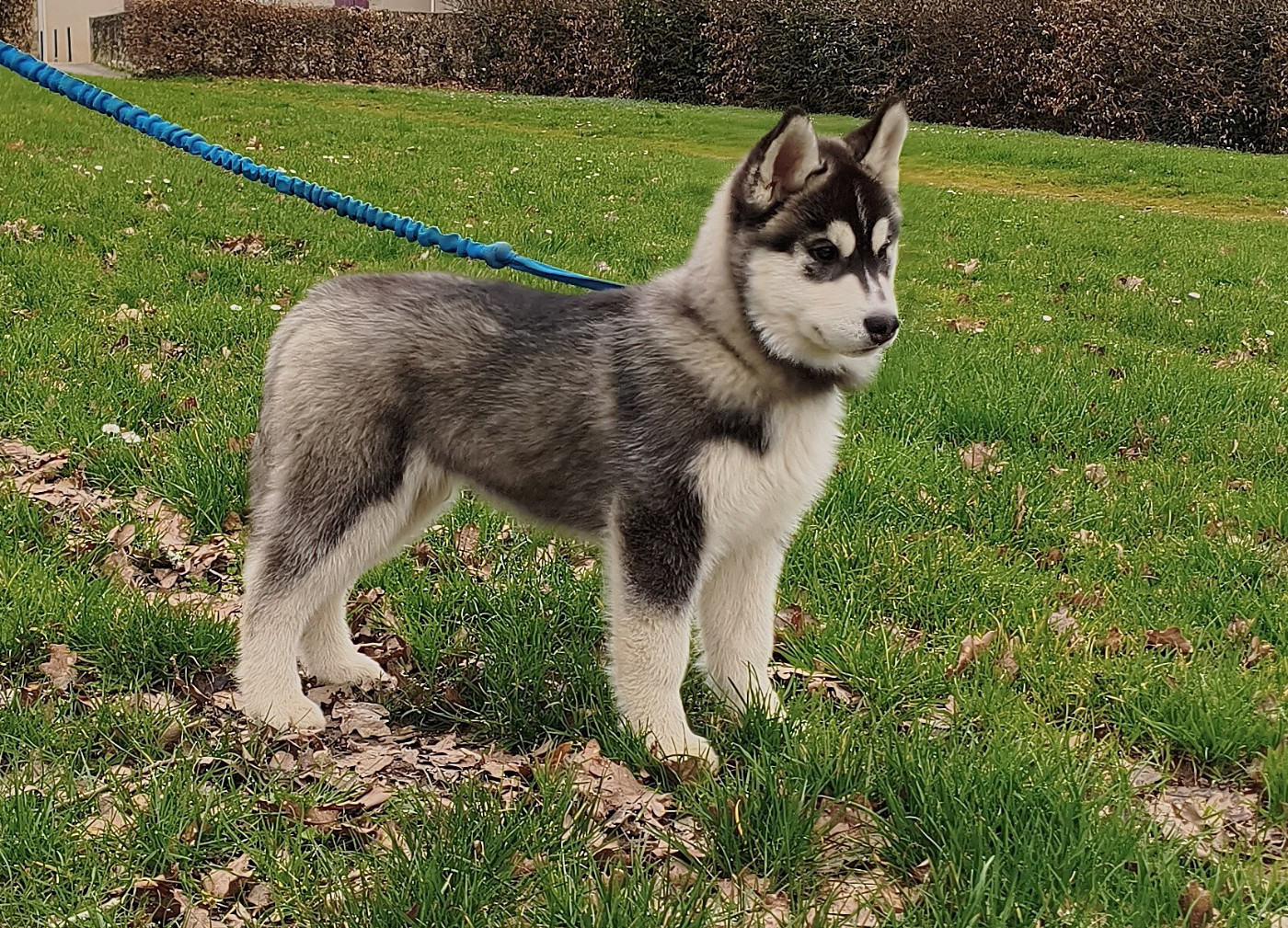 Living My Wildest Dreams - Chiots disponibles - Siberian Husky