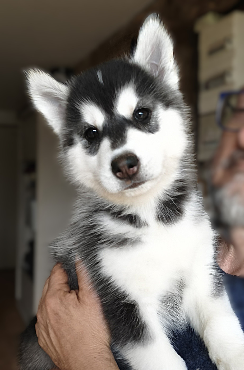 Living My Wildest Dreams - Chiots disponibles - Siberian Husky