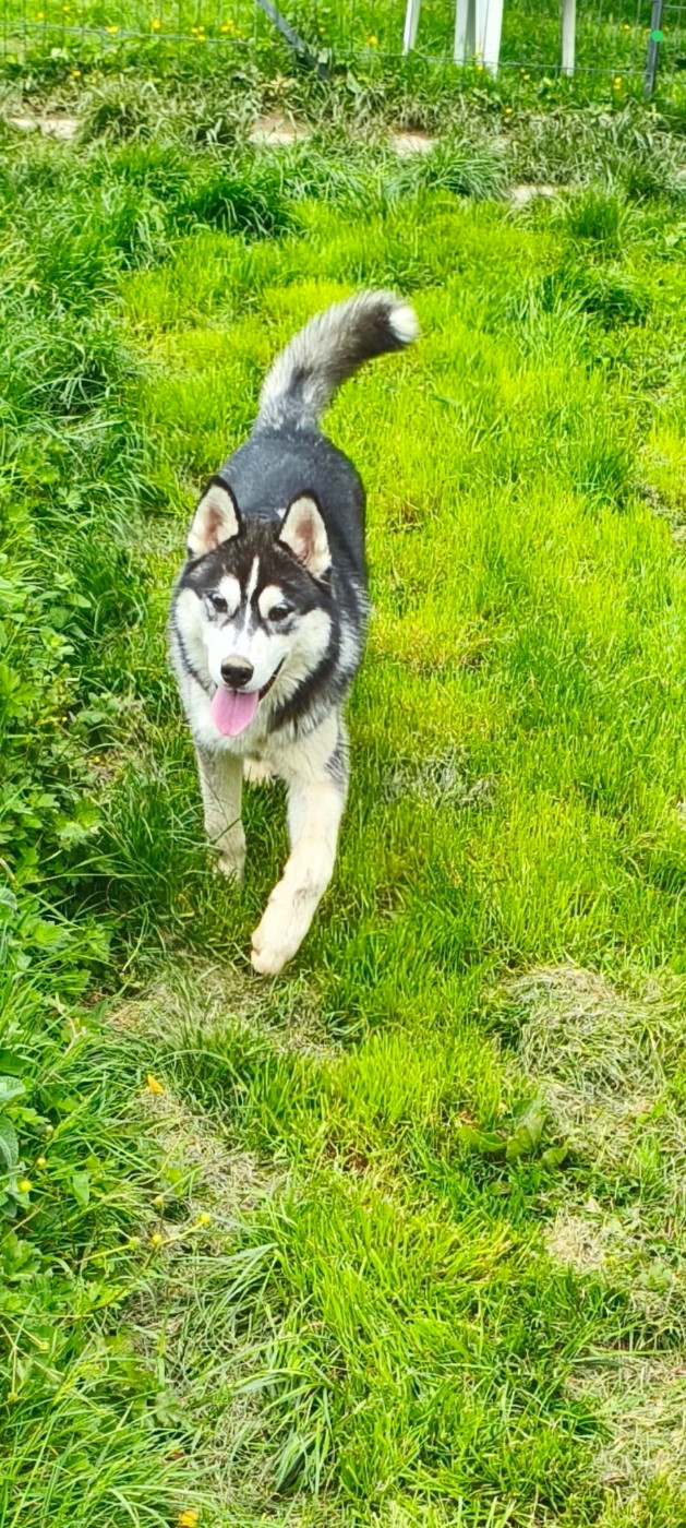 Living My Wildest Dreams - Chiots disponibles - Siberian Husky