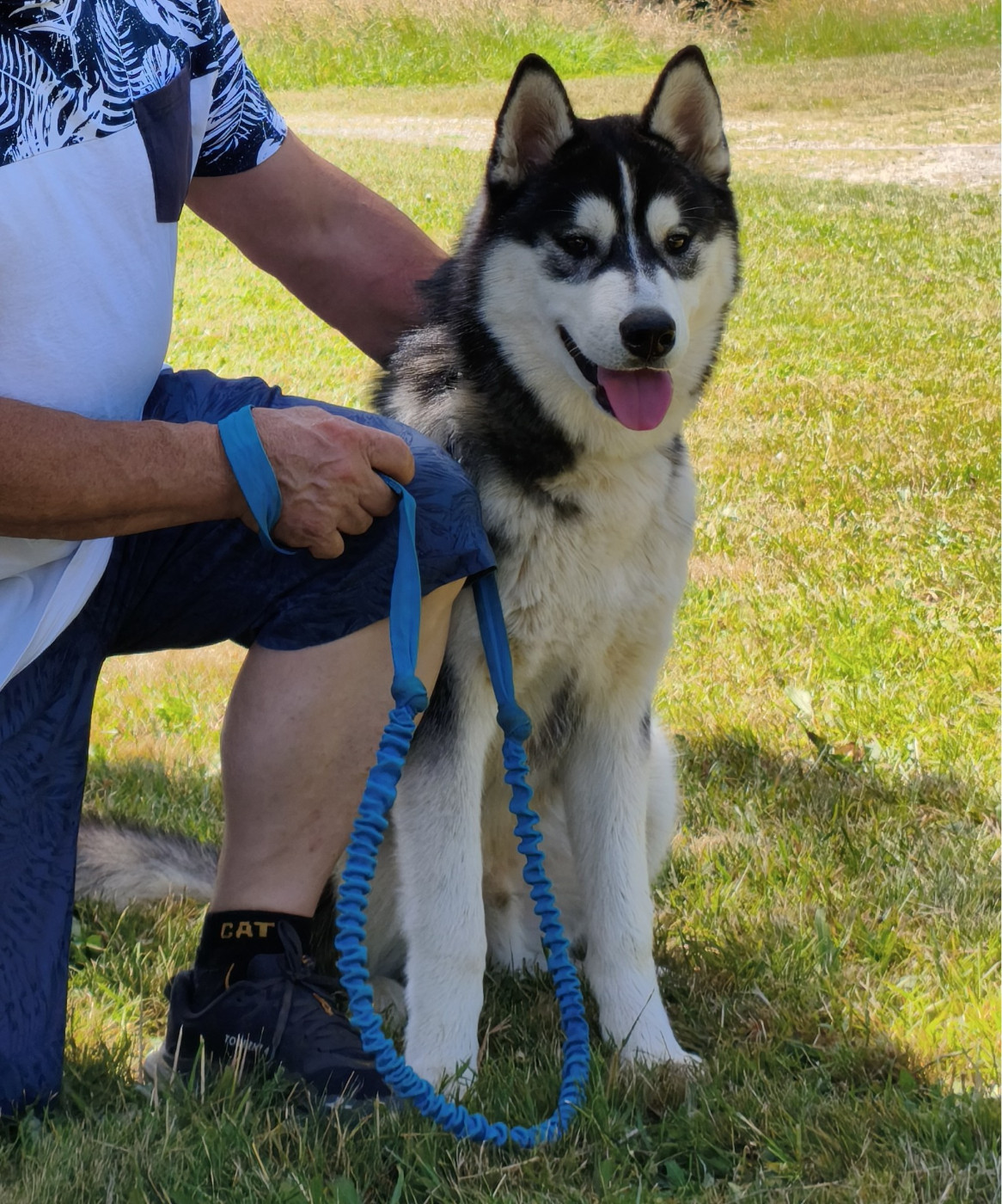 Living My Wildest Dreams - Chiots disponibles - Siberian Husky