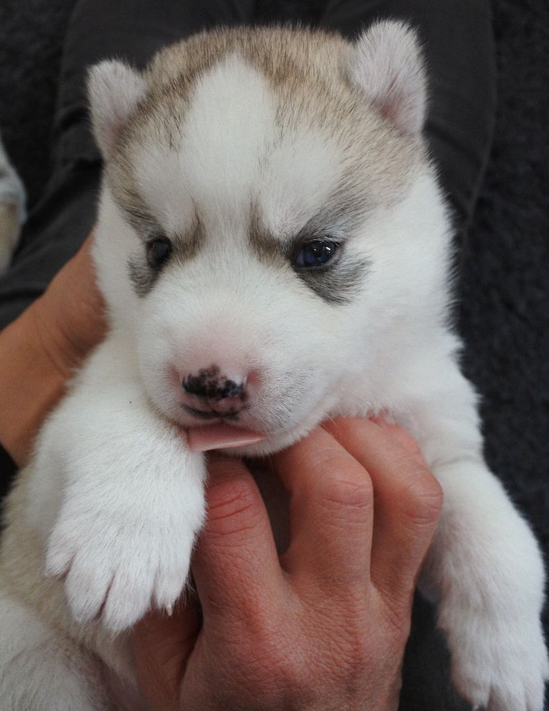 Living My Wildest Dreams - Chiots disponibles - Siberian Husky