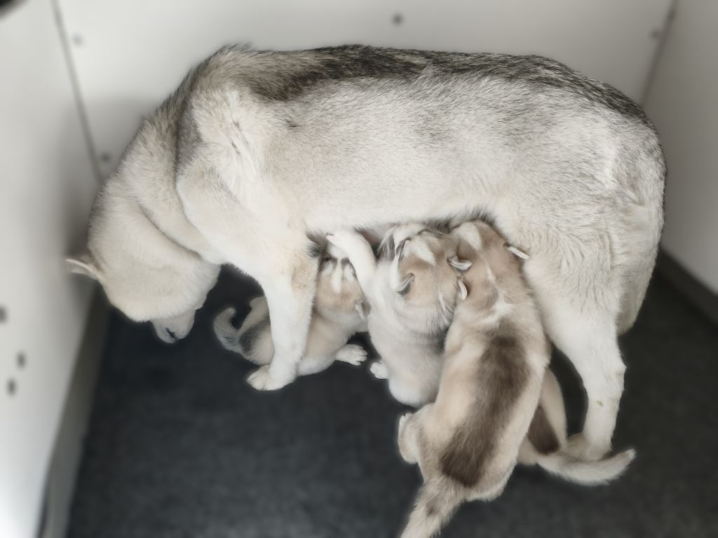 Chiot Siberian Husky Living My Wildest Dreams