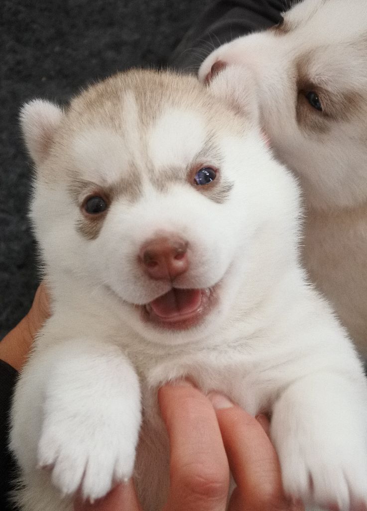 Living My Wildest Dreams - Chiots disponibles - Siberian Husky