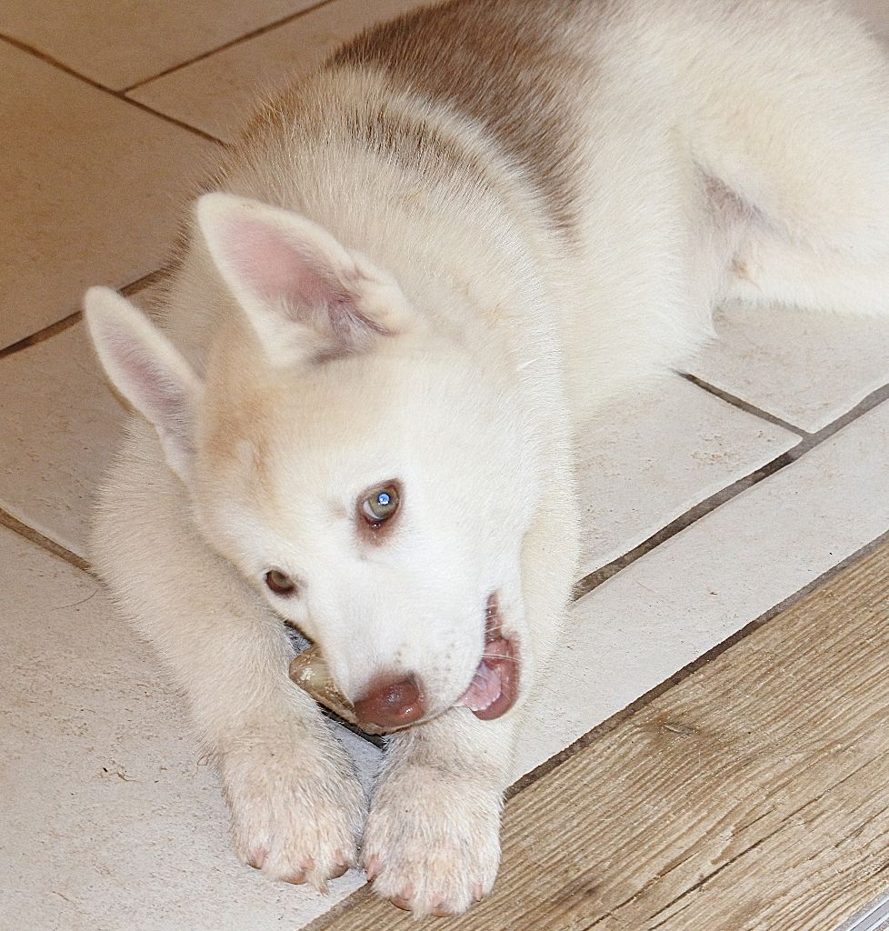 Living My Wildest Dreams - Chiots disponibles - Siberian Husky