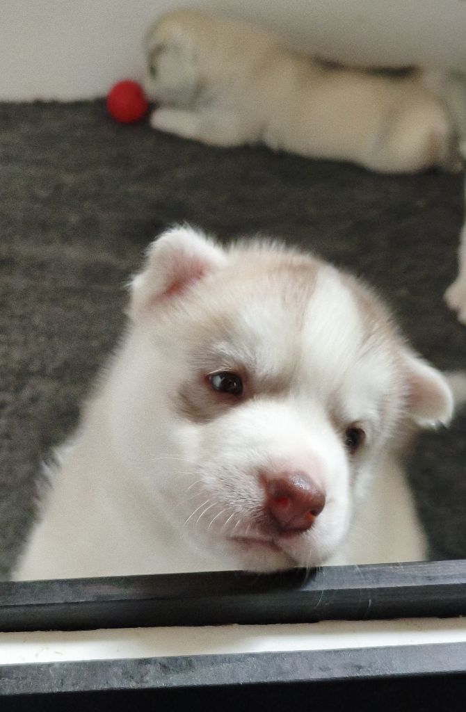 Living My Wildest Dreams - Chiots disponibles - Siberian Husky