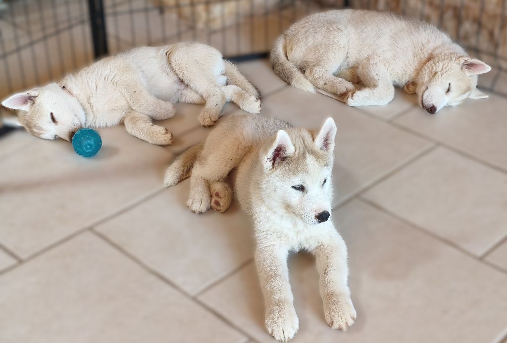 Chiot Siberian Husky Living My Wildest Dreams