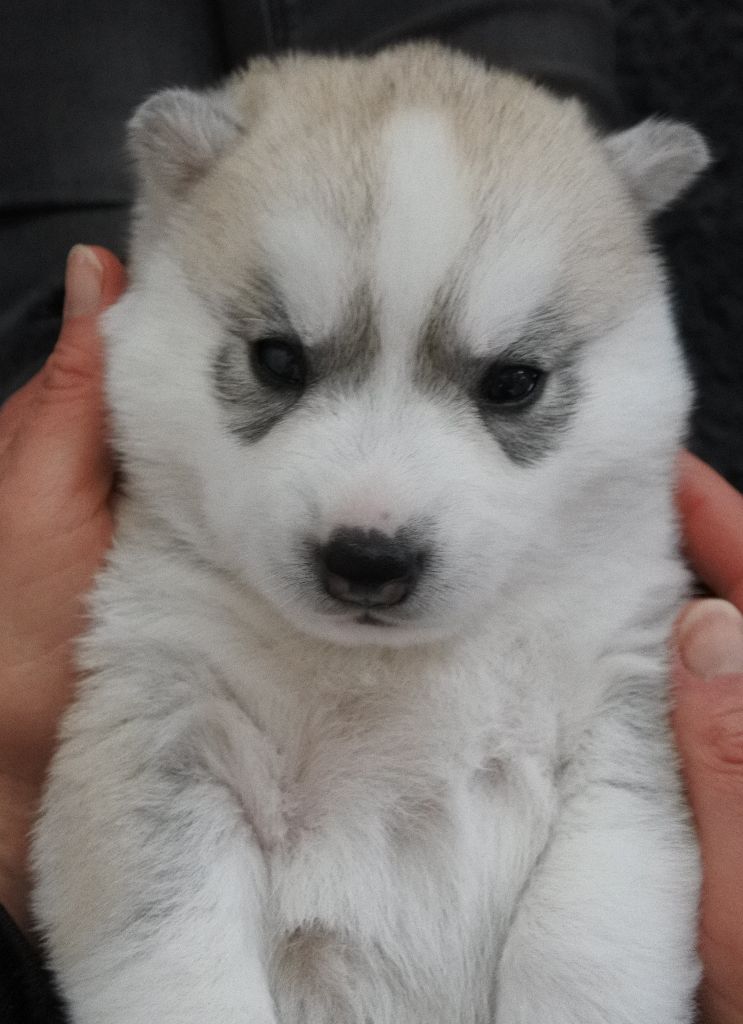 Living My Wildest Dreams - Chiots disponibles - Siberian Husky