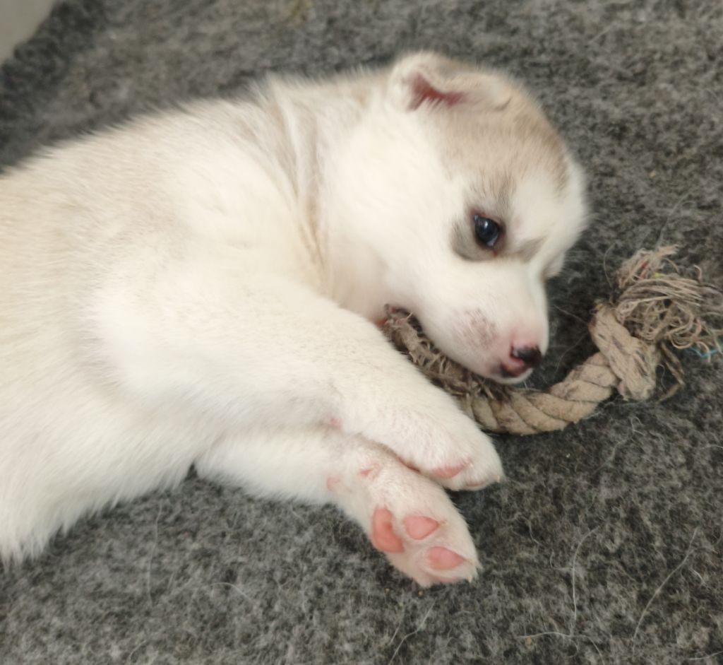 Living My Wildest Dreams - Chiots disponibles - Siberian Husky